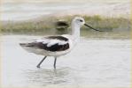 Nonbbreeding Female <BR>American Avocet