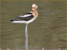 Transition<BR>American Avocet