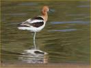 Female<BR>American Avocet