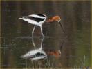 American Avocet