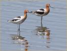 Male and Female<BR>American Avocet