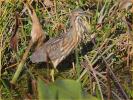 American Bittern