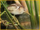 Female<BR>Least Bittern