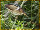 Least Bittern