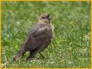 Juvenile <BR>Brewer's Blackbird