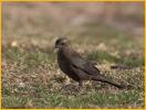 Female <BR>Brewer's Blackbird