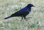 Brewer's Blackbird