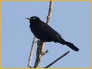 Rusty Blackbird