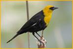 Yellow-headed Blackbird