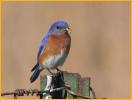 Eastern Bluebird