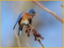 Eastern Bluebird