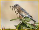 Female Eastern Bluebird