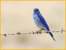 Mountain Bluebird