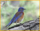 Western Bluebird