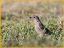 Drab Female<BR>Western Bluebird