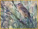 Female Bobolink