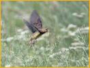 Female Bobolink