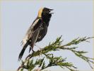 Bobolink