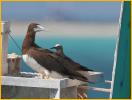 Atlantic Brown Booby