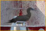 Juvenile<BR>Brown Booby