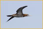 Juvenile<BR>Brown Booby