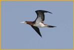 Atlantic<BR>Brown Booby