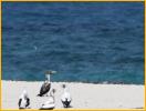 Juvenile Masked Booby