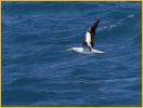 Masked Booby