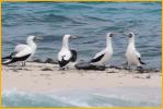 Masked Boobies