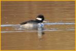 First Year Bufflehead