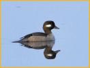 Female Bufflehead