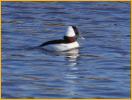 Bufflehead