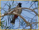 Red-vented Bulbul