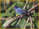 Indigo Bunting