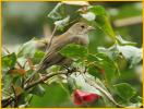 First Year <BR> Indigo Bunting