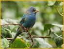 Nonbreeding <BR> Indigo Bunting