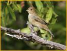 Female<BR>Indigo Bunting