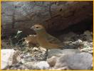 Female <BR>Lazuli Bunting