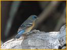 Lazuli Bunting