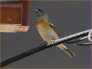 First Spring<BR>Lazuli Bunting