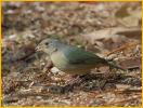 First Year <BR>Painted Bunting