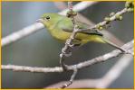 Female<BR>Painted Bunting