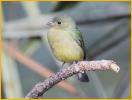 First Year  Female<BR>Painted Bunting