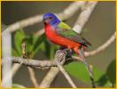 Painted Bunting