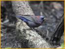 Varied Bunting