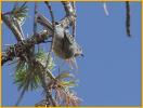 Interior Bushtit