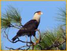 Crested Caracara