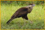 Juvenile <BR>Crested Carcara