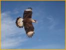 Crested Caracara