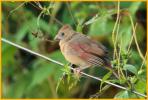 Juvenile <BR>Northern Cardinal